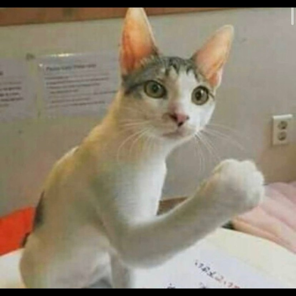 Meet your Posher, Shay